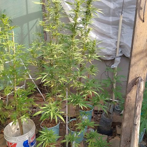 Genética desconhecida growlog timeline photo