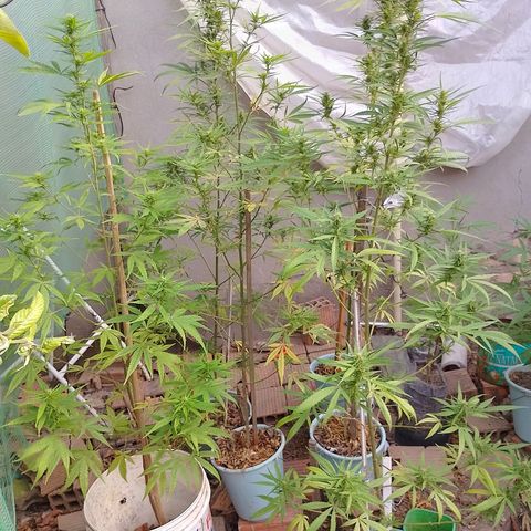 Genética desconhecida growlog timeline photo