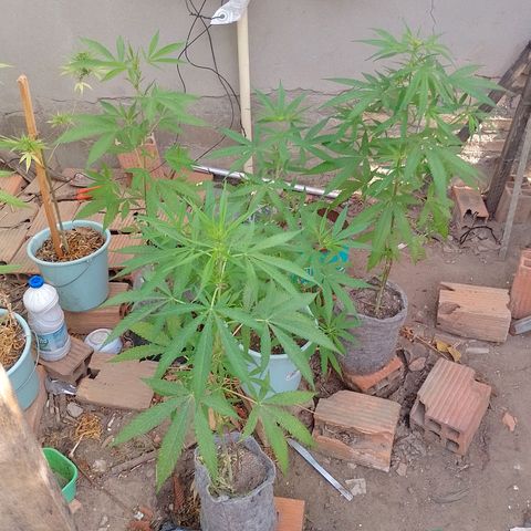 Genética desconhecida growlog timeline photo