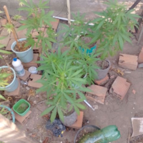 Genética desconhecida growlog timeline photo