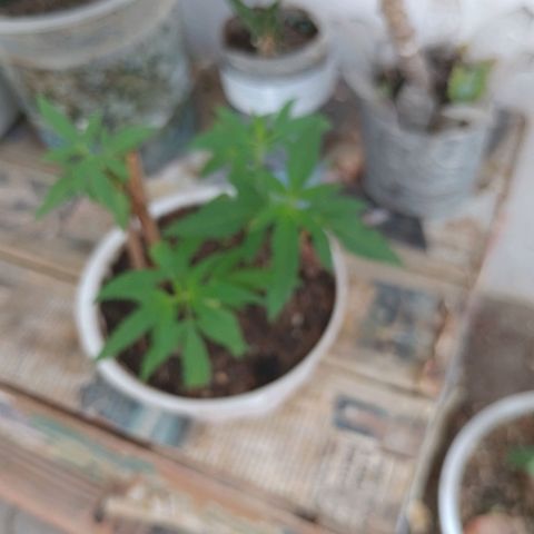 Genética desconhecida growlog timeline photo