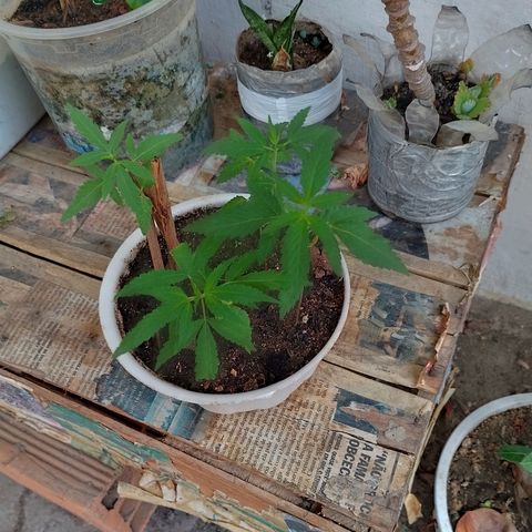 Genética desconhecida growlog timeline photo