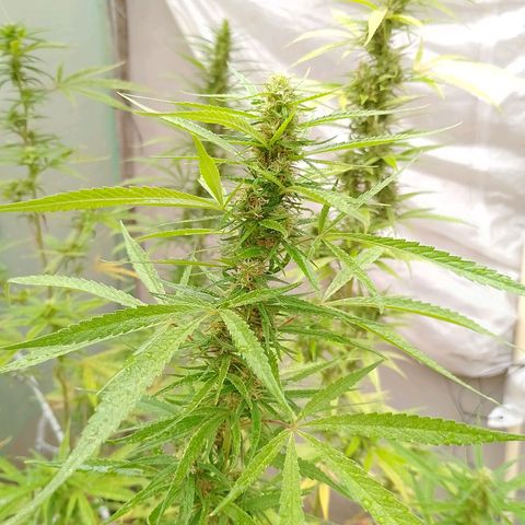 Genética desconhecida growlog timeline photo