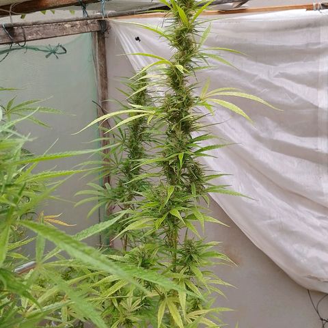 Genética desconhecida growlog timeline photo