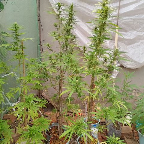 Genética desconhecida growlog timeline photo