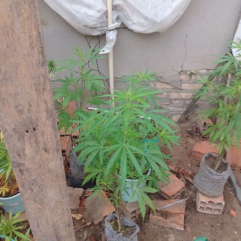 Genética desconhecida growlog timeline photo