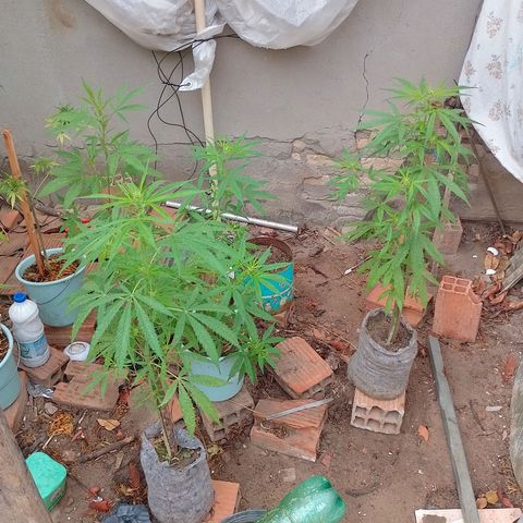 Genética desconhecida growlog timeline photo