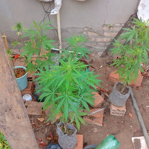 Genética desconhecida growlog timeline photo
