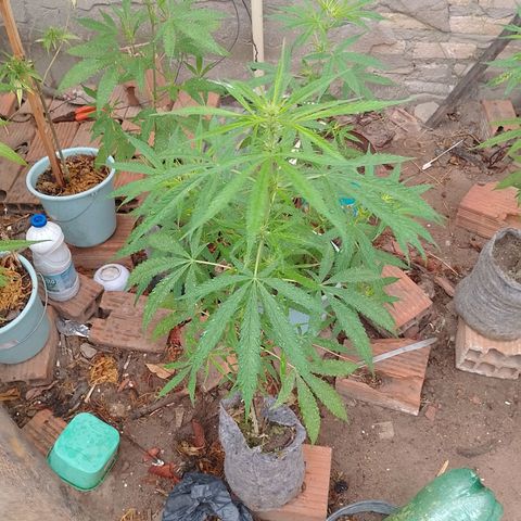 Genética desconhecida growlog timeline photo