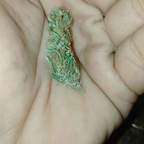 Genética desconhecida growlog photo: Essa foi a que virou hermafrodita.