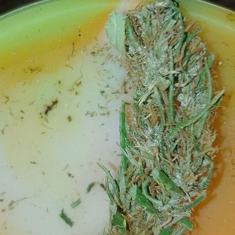 Genética desconhecida growlog photo: Essa foi a que virou hermafrodita.