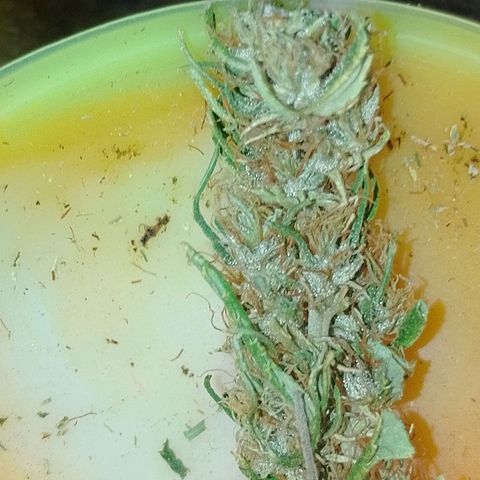 Genética desconhecida growlog photo: Essa foi a que virou hermafrodita.