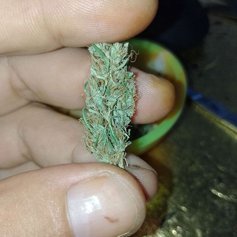 Genética desconhecida growlog photo: Essa foi a que virou hermafrodita.