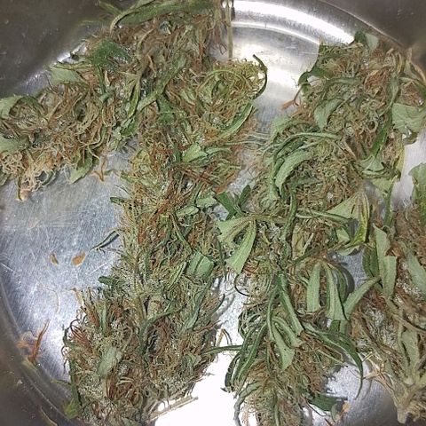 Genética desconhecida growlog photo: A da cortada hermou 