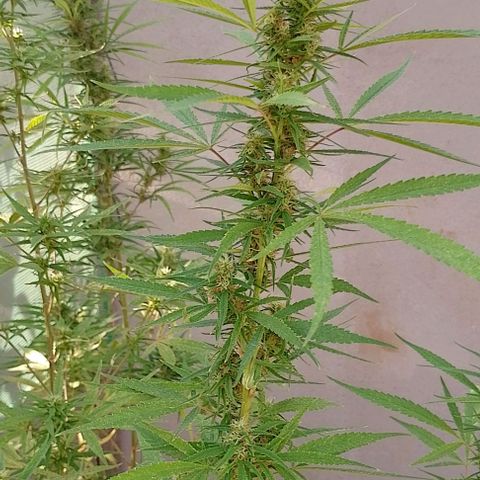 Genética desconhecida growlog photo: A da cortada hermou 