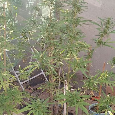 Genética desconhecida growlog photo: A da cortada hermou 