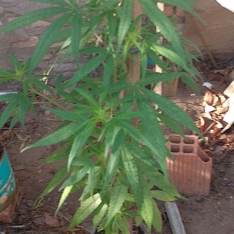 Genética desconhecida growlog timeline photo