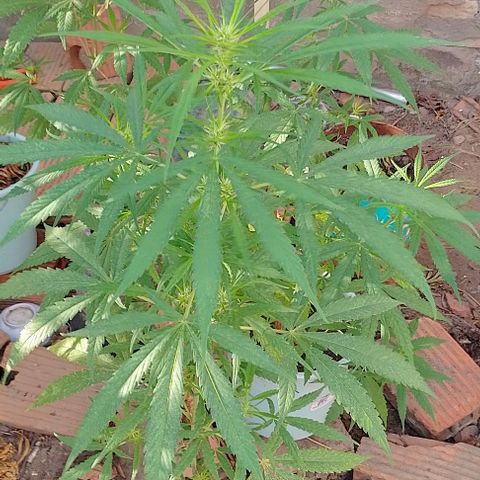 Genética desconhecida growlog timeline photo