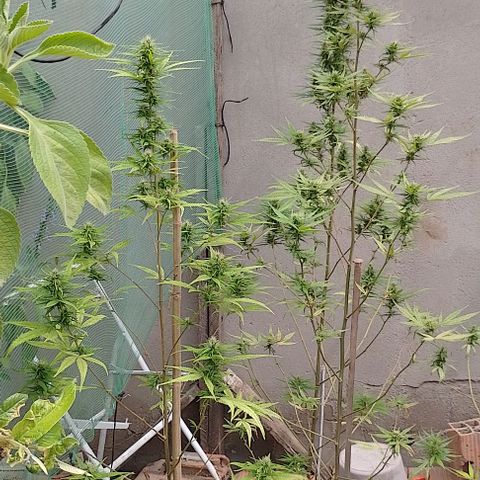 Genética desconhecida growlog timeline photo