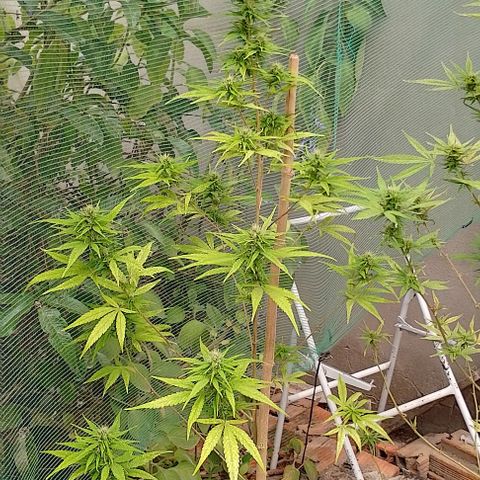 Genética desconhecida growlog timeline photo