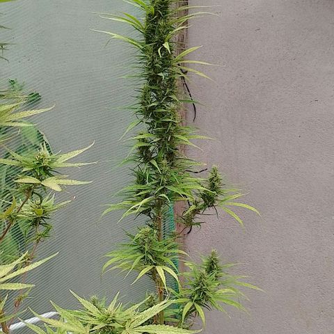 Genética desconhecida growlog timeline photo