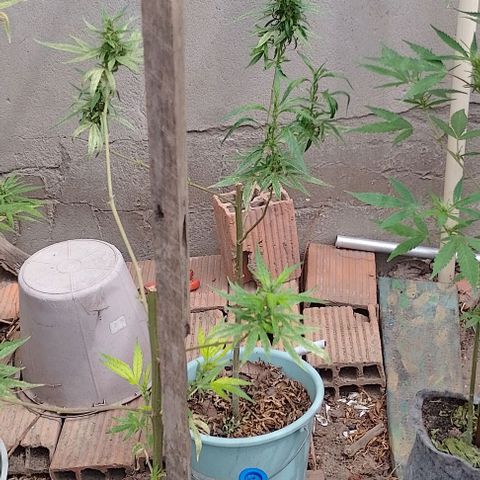 Genética desconhecida growlog timeline photo