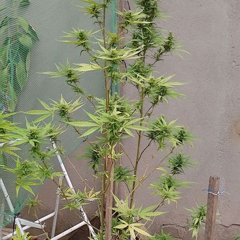 Genética desconhecida growlog timeline photo