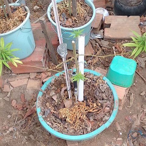 Genética desconhecida growlog timeline photo