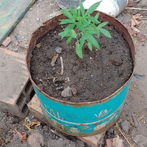 Genética desconhecida growlog timeline photo
