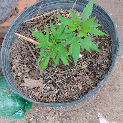Genética desconhecida growlog timeline photo