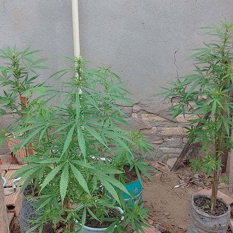 Genética desconhecida growlog timeline photo