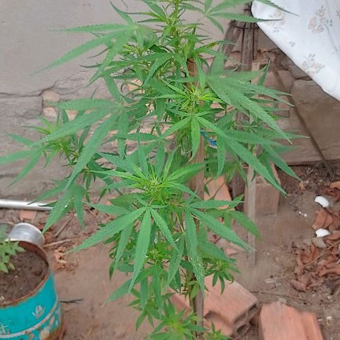 Genética desconhecida growlog timeline photo