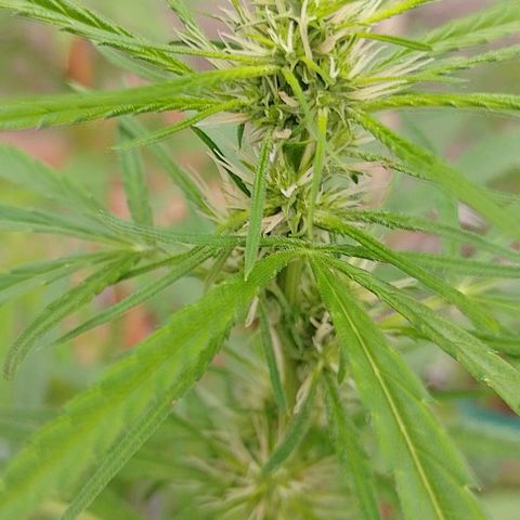Genética desconhecida growlog timeline photo