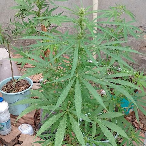 Genética desconhecida growlog timeline photo