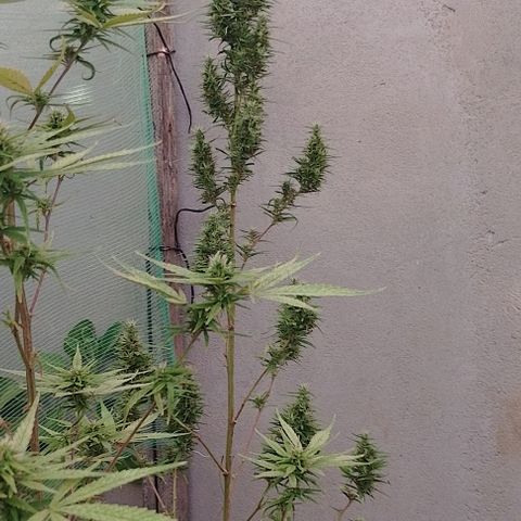 Genética desconhecida growlog timeline photo