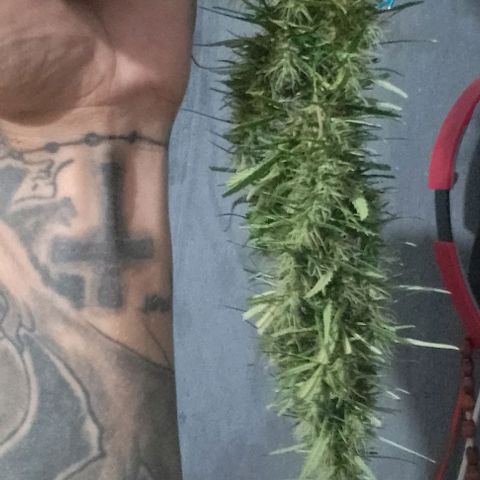 Genética desconhecida growlog timeline photo