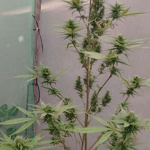 Genética desconhecida growlog timeline photo