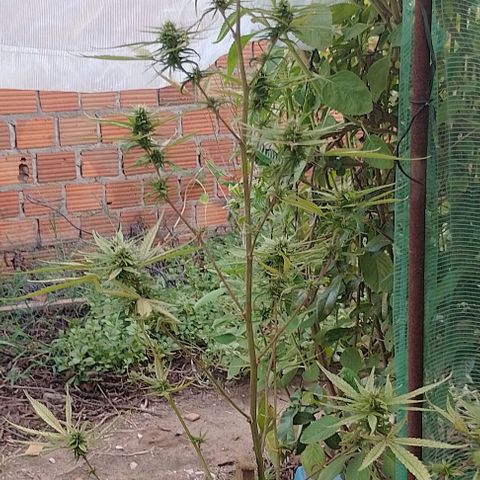 Genética desconhecida growlog timeline photo