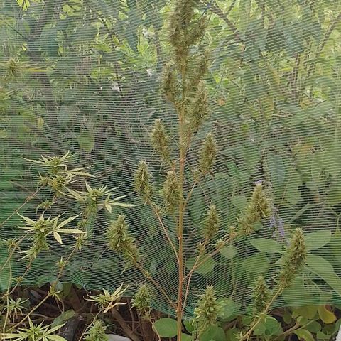 Genética desconhecida growlog timeline photo