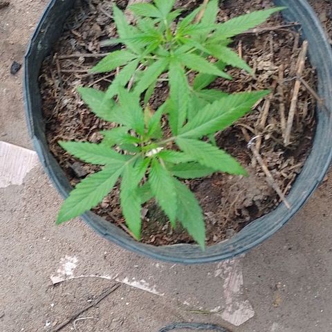 Genética desconhecida growlog timeline photo