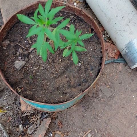 Genética desconhecida growlog timeline photo