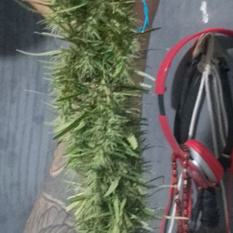 Genética desconhecida growlog timeline photo