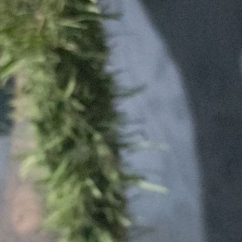 Genética desconhecida growlog timeline photo