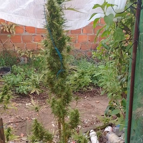 Genética desconhecida growlog timeline photo