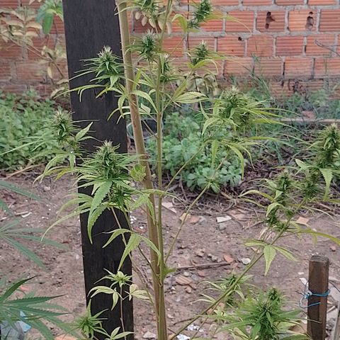 Genética desconhecida growlog timeline photo