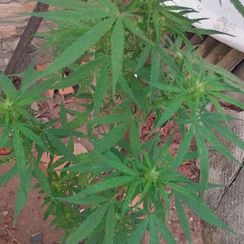 Genética desconhecida growlog timeline photo