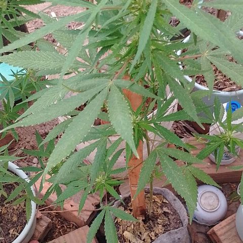 Genética desconhecida growlog timeline photo