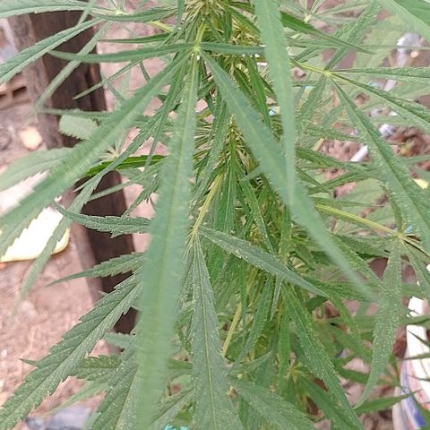 Genética desconhecida growlog timeline photo