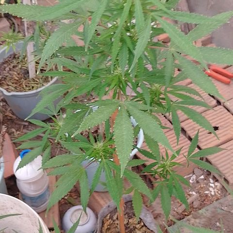 Genética desconhecida growlog timeline photo
