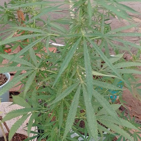 Genética desconhecida growlog timeline photo